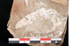 Foto (Detailansicht) von Apocynophyllum affine Ettingshausen (NHMW-GEO-2024-0188-10196)